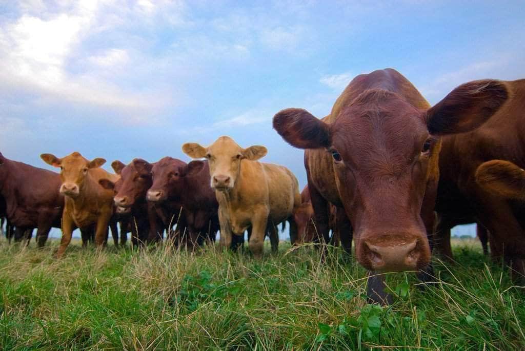 What are the health benefits of grass fed beef?